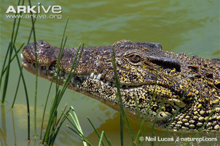 Illustration for article titled Sunday Crocodilian - Crocodylus rhombifer Edition